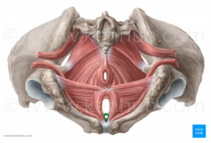 pelvic floor image